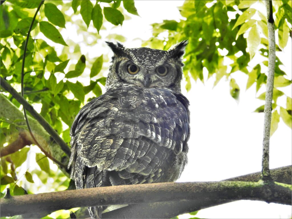 23927900578_48d3c69a7f_k